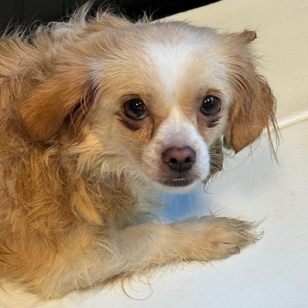 Enlarge Evie 22784, a Adoptable mixed breed in Cumming, GA image 5/5