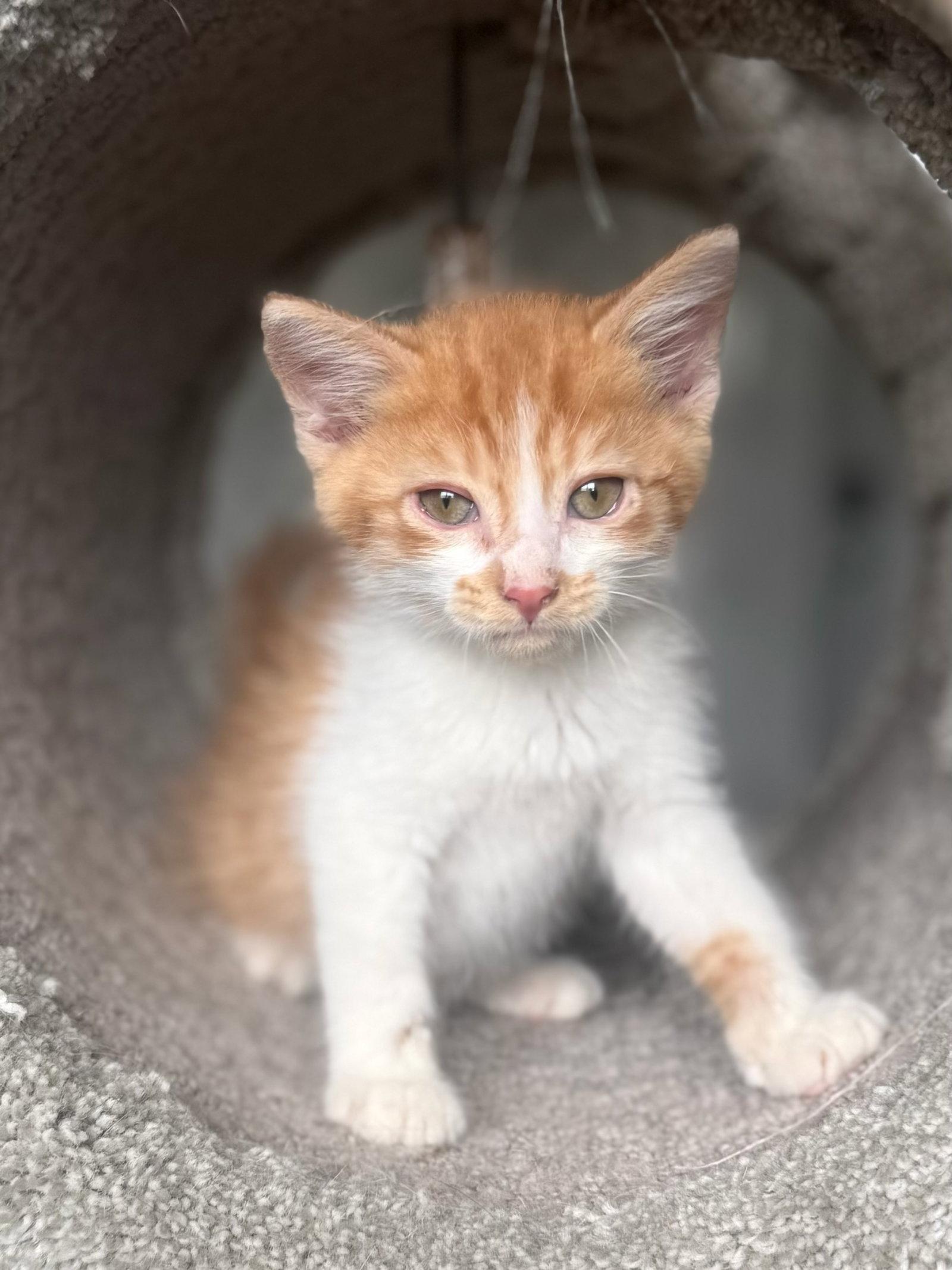 Enlarge *Bradley, a Adoptable Domestic Short Hair in Forest, VA image 1/3