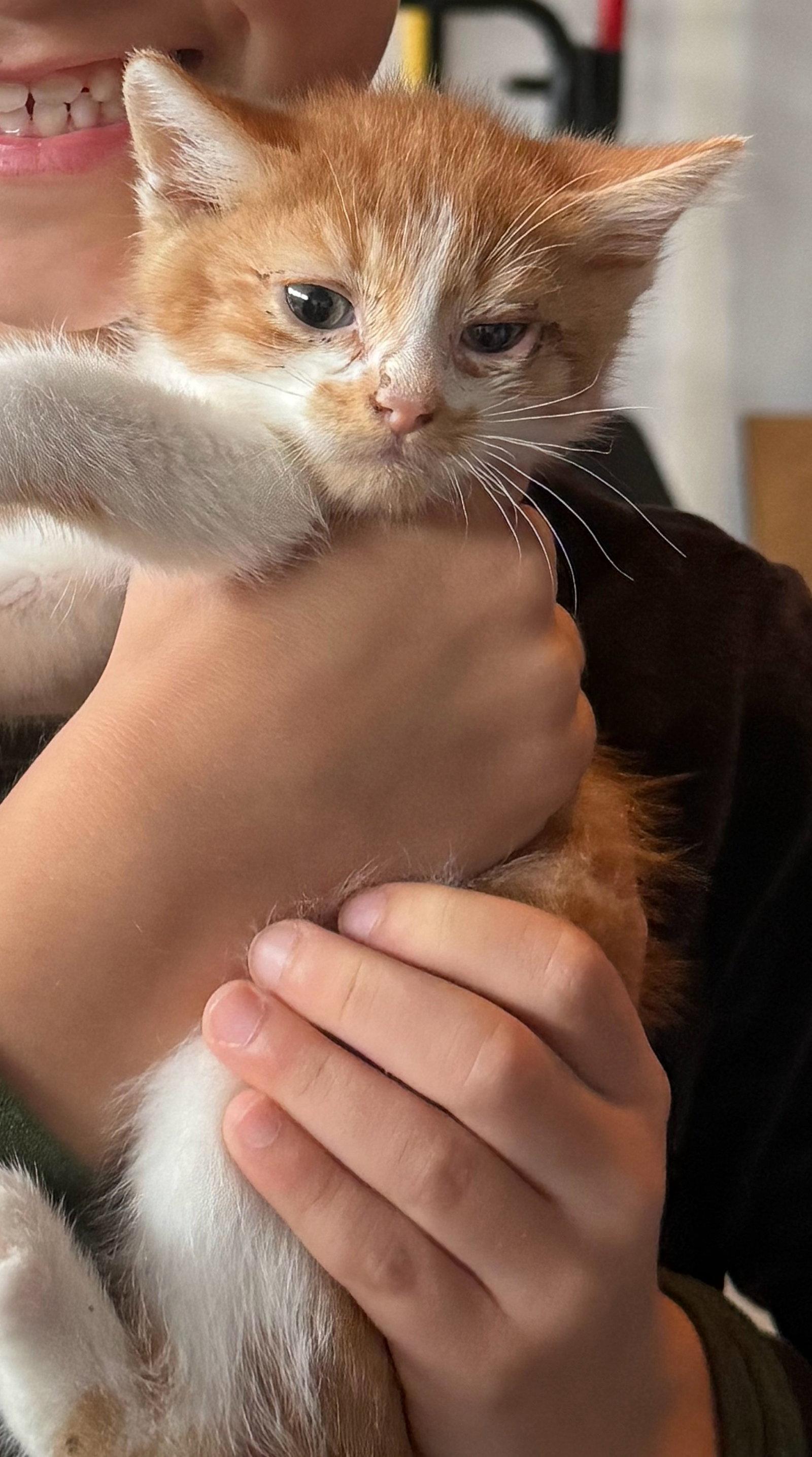 Enlarge *Bradley, a Adoptable Domestic Short Hair in Forest, VA image 2/3