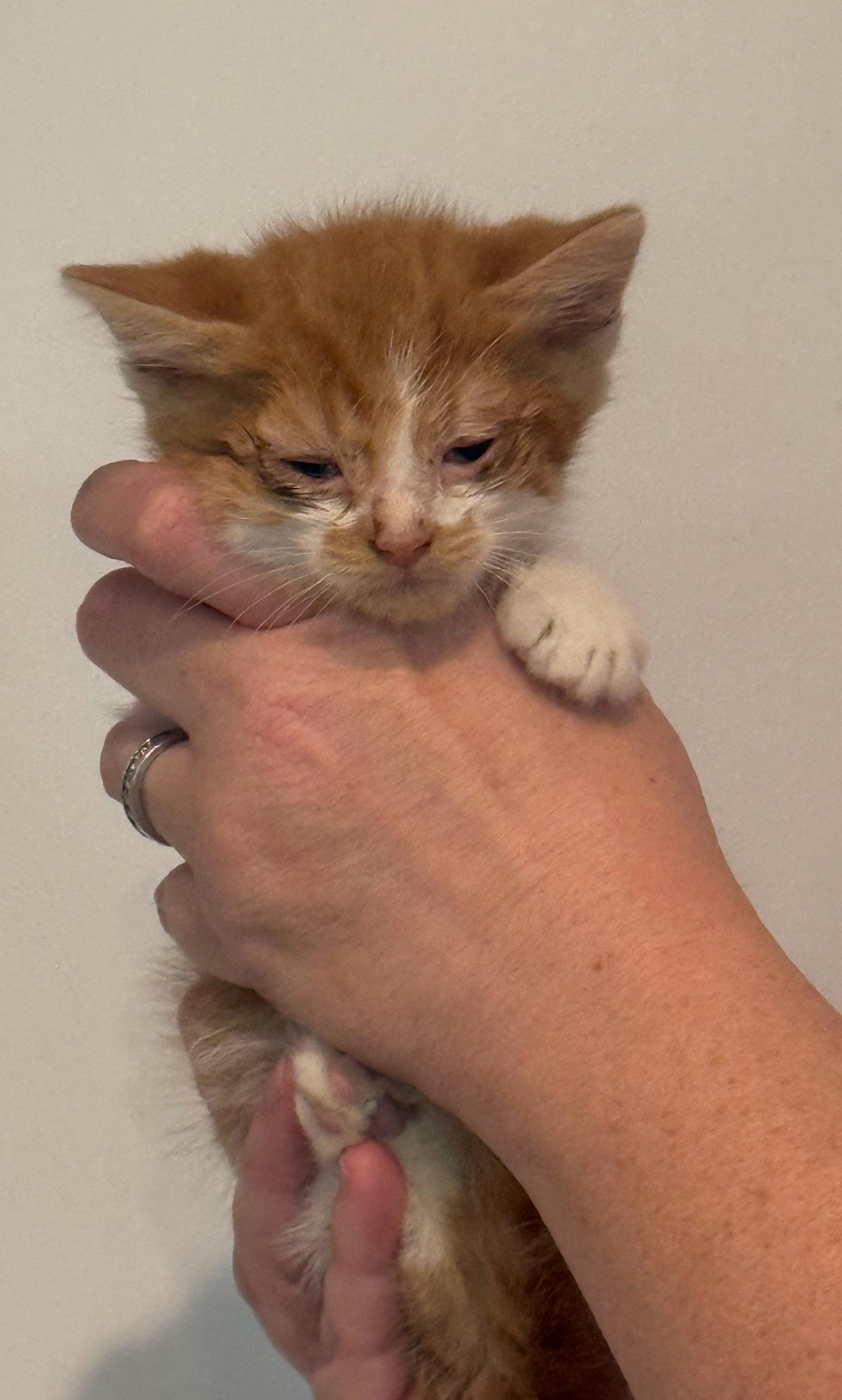 Enlarge *Bradley, a Adoptable Domestic Short Hair in Forest, VA image 3/3