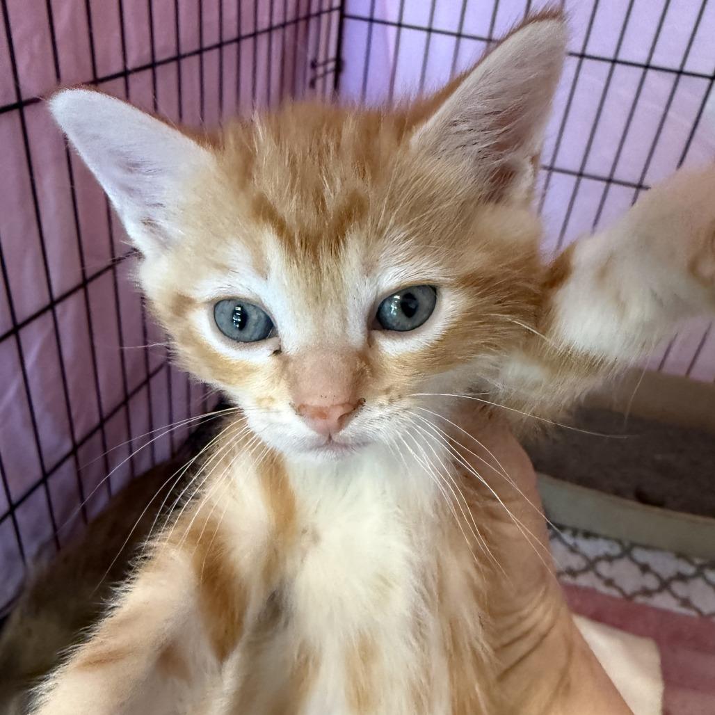 Wendel 12, Adoptable, Kitten Male Domestic Short Hair.