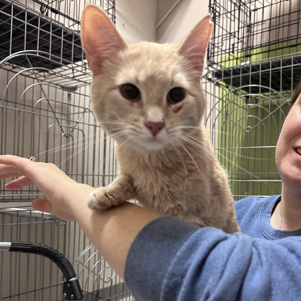 Yuk, a Adoptable Domestic Short Hair in Branson, MO image 1/3