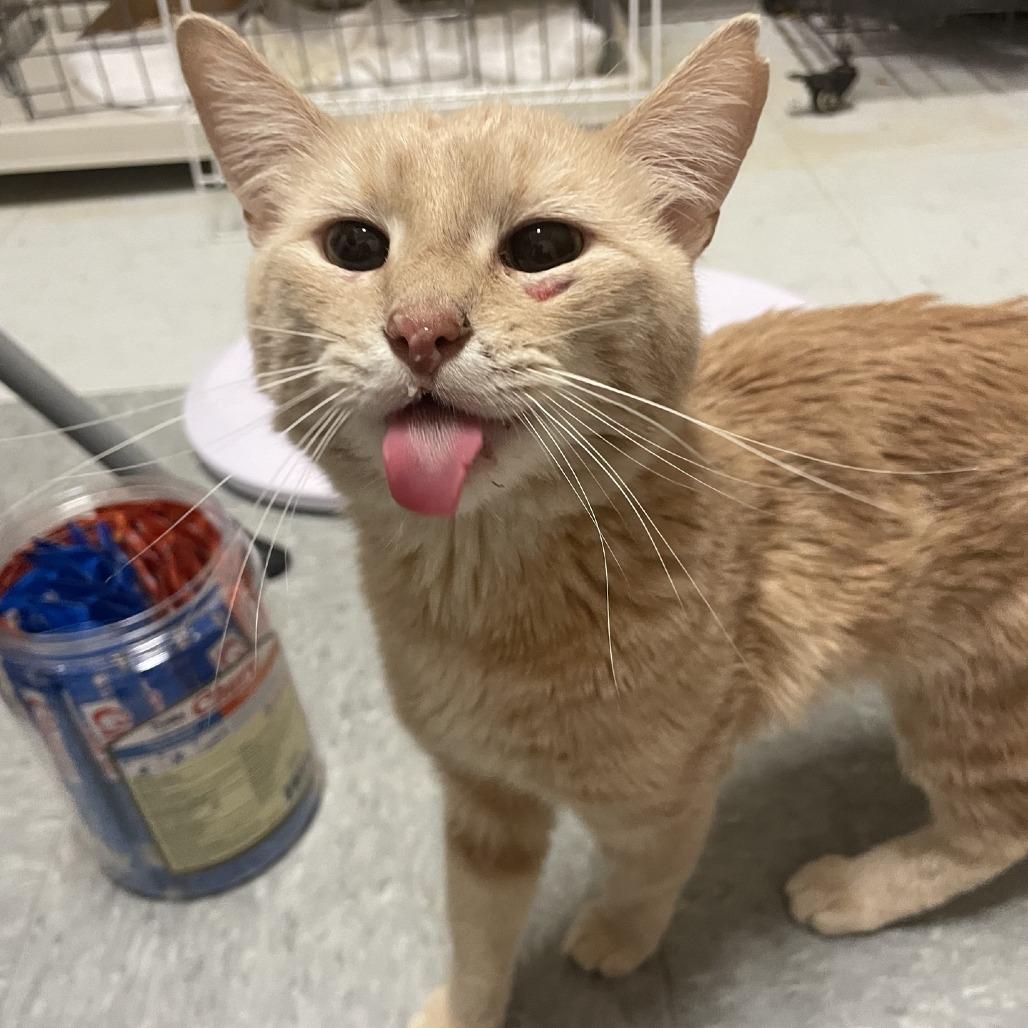 Yuk, a Adoptable Domestic Short Hair in Branson, MO image 2/3