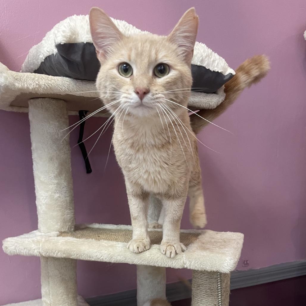Enlarge Yuk, a Adoptable Domestic Short Hair in Branson, MO image 3/4