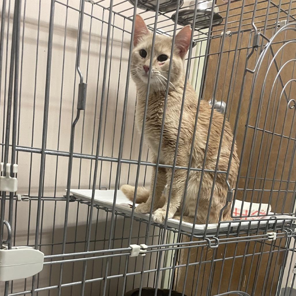 Yuk, a Adoptable Domestic Short Hair in Branson, MO image 3/3