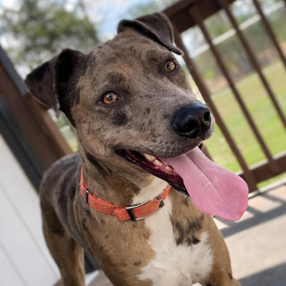 Choco, Adoptable, Adult Male Catahoula Leopard Dog.