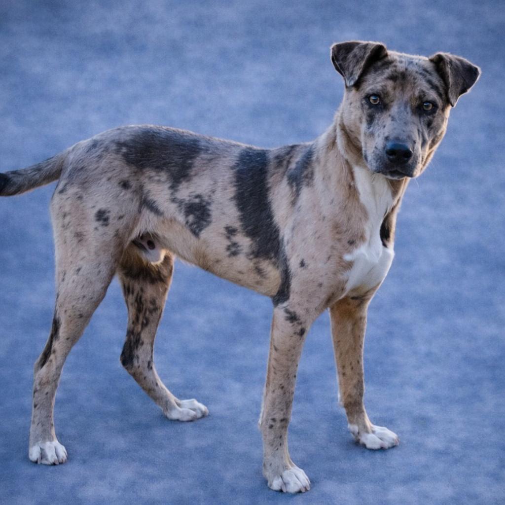 Choco, a Adoptable Catahoula Leopard Dog in Donalsonville, GA image 1/2