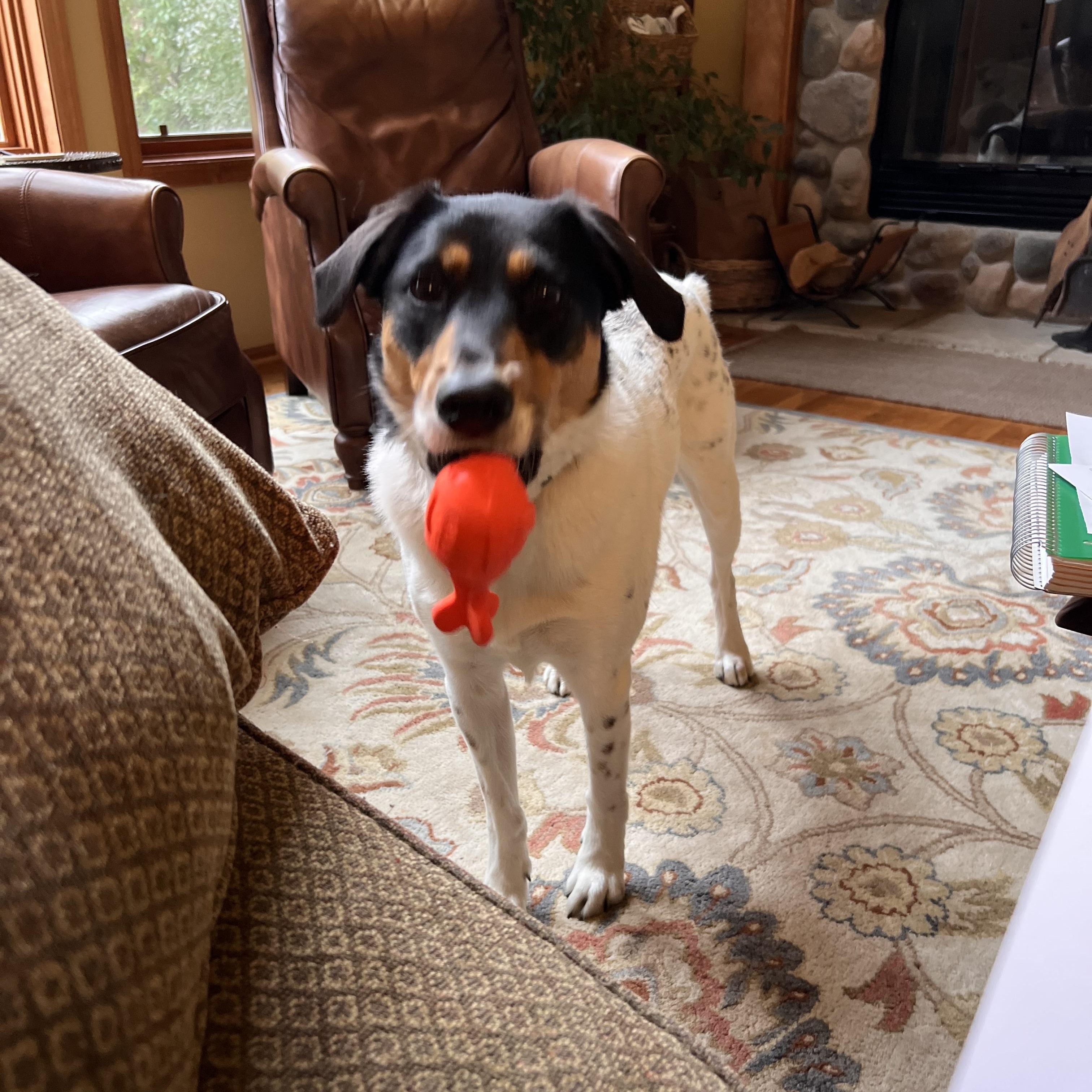 Enlarge COURTESY POST - Domino - Minocqua, WI, a Adoptable mixed breed in Milwaukee, WI image 5/5