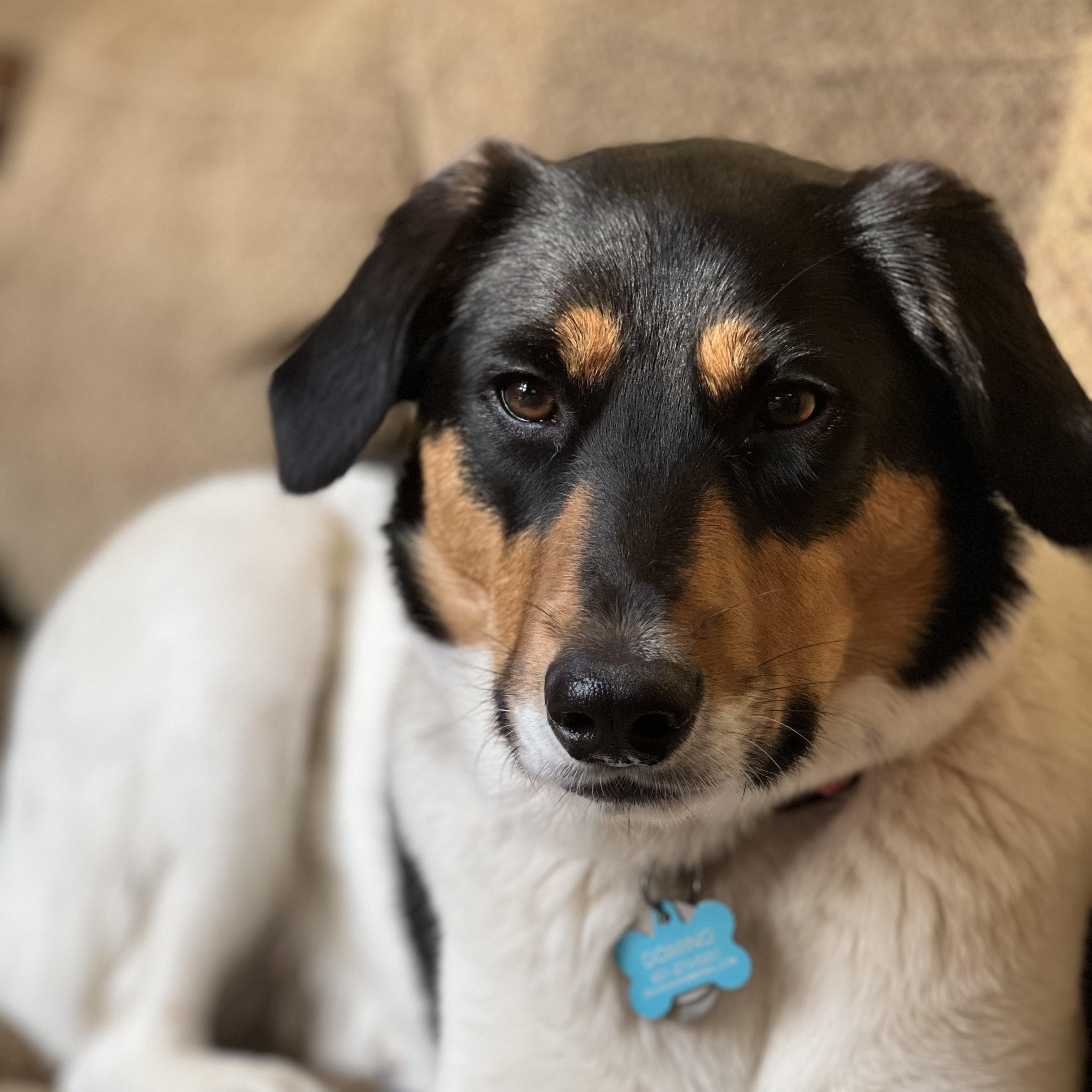 Enlarge COURTESY POST - Domino - Minocqua, WI, a Adoptable mixed breed in Milwaukee, WI image 3/5