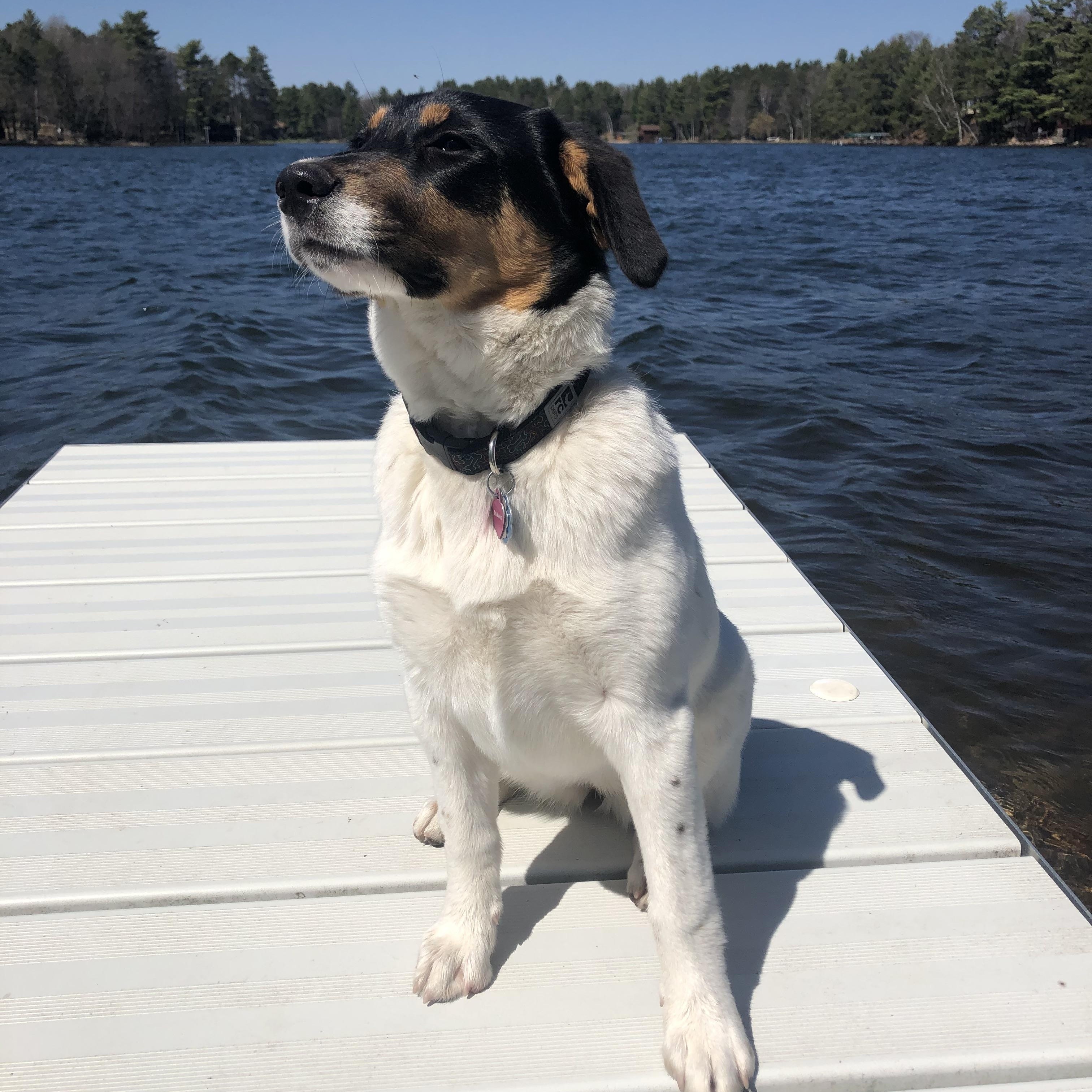 COURTESY POST - Domino - Minocqua, WI, Adoptable, Adult Female Australian Shepherd.