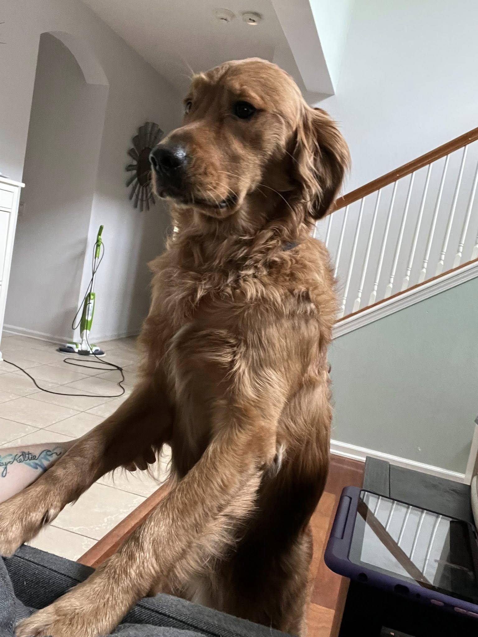 Enlarge ANGUS, a Adopted Golden Retriever in Jacksonville, FL image 2/4