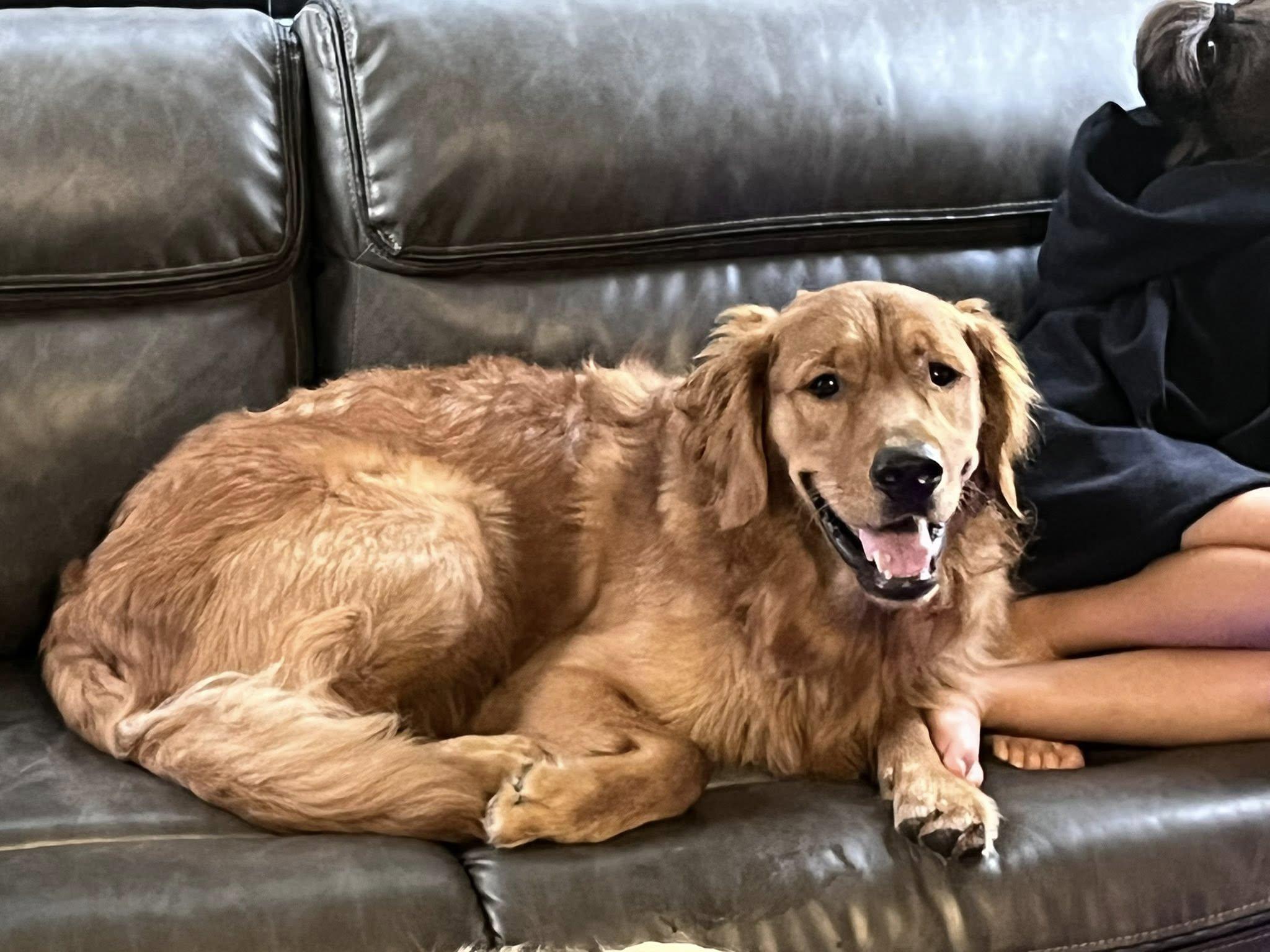 Enlarge ANGUS, a Adopted Golden Retriever in Jacksonville, FL image 3/4