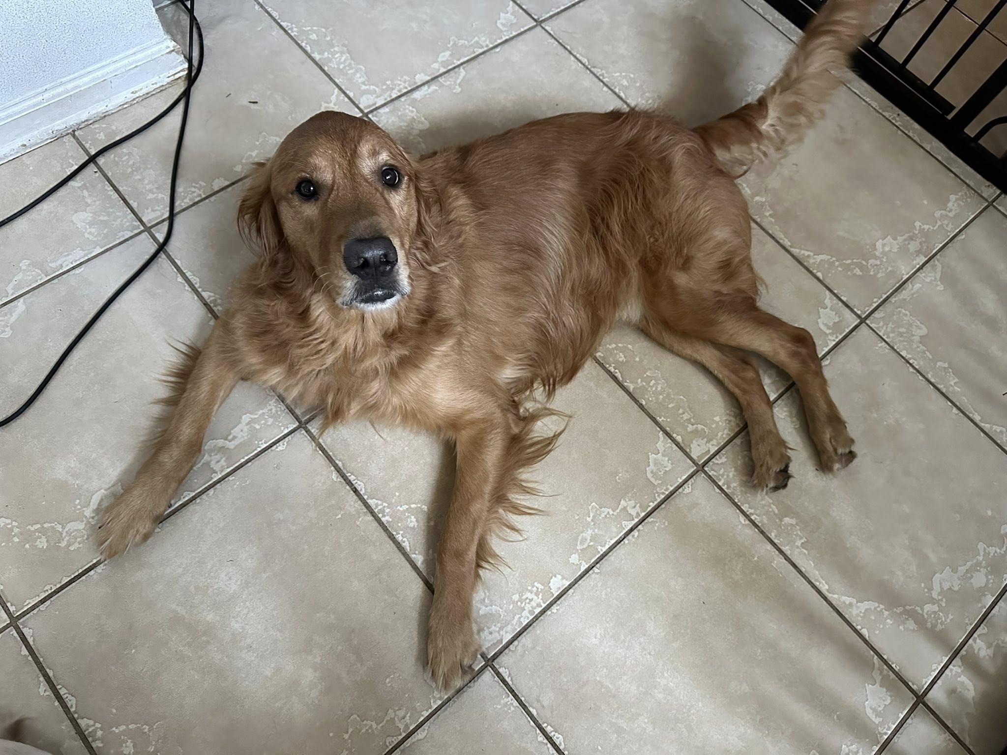Enlarge ANGUS, a Adopted Golden Retriever in Jacksonville, FL image 4/4