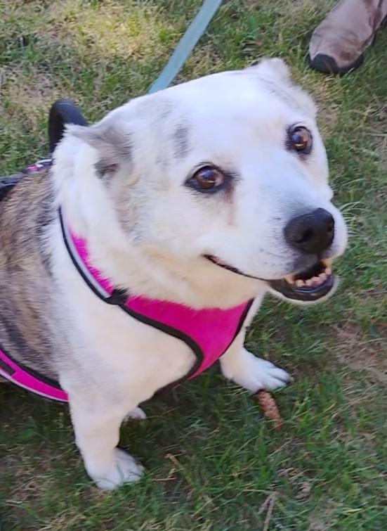 Chuey, adopted, Senior Female Australian Cattle Dog / Blue Heeler & Corgi.