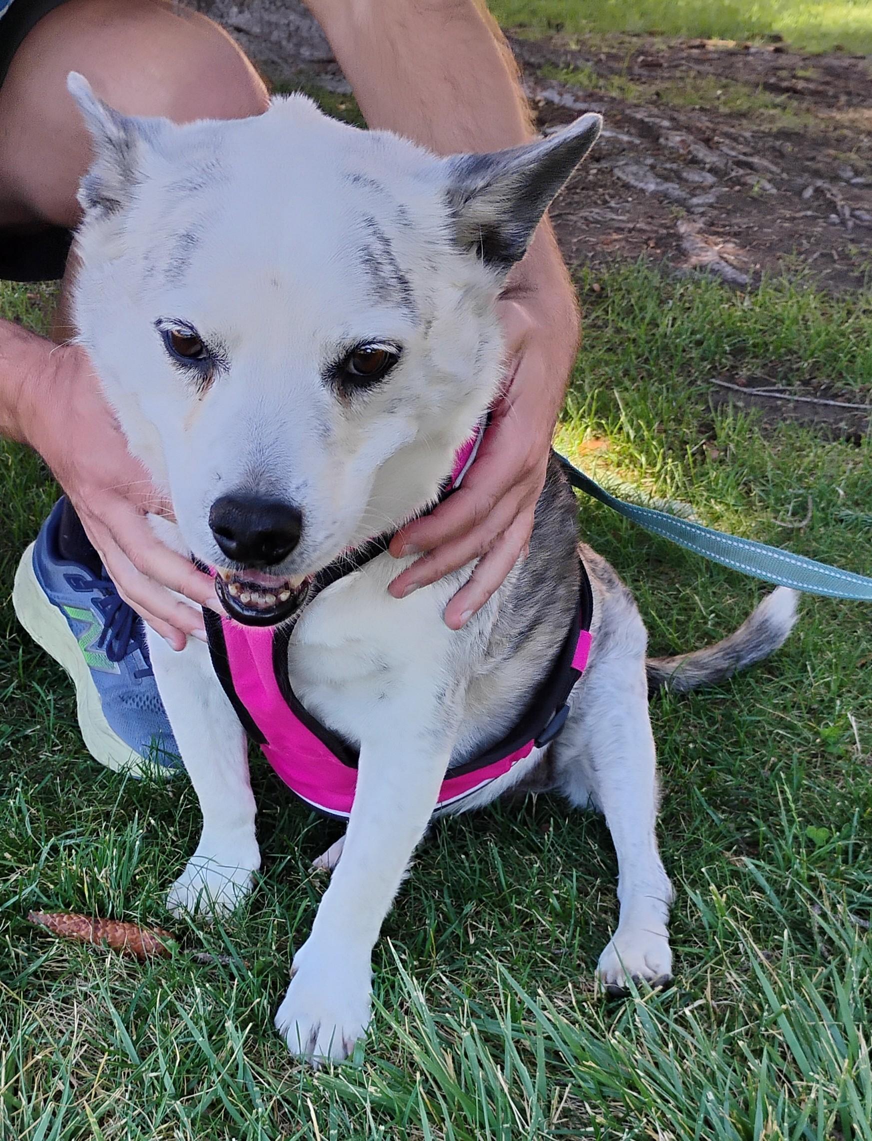 Enlarge Chuey, an adopted mixed breed in Cortez, CO image 4/4