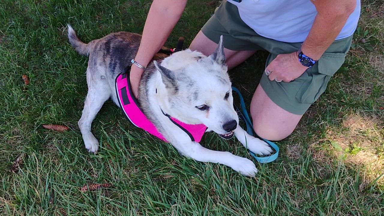 Enlarge Chuey, an adopted mixed breed in Cortez, CO video 3/4