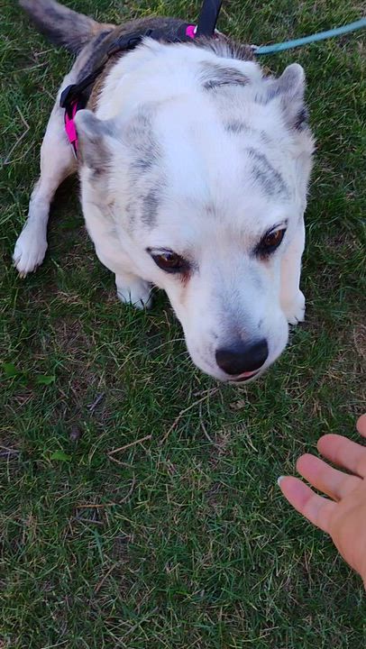 Enlarge Chuey, an adopted mixed breed in Cortez, CO video 2/4