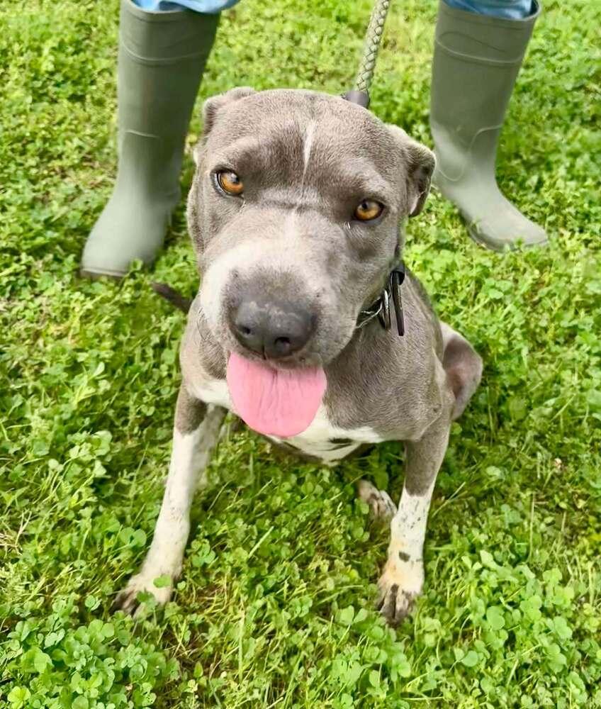 Momma, Adoptable, Senior Female Mixed Breed.