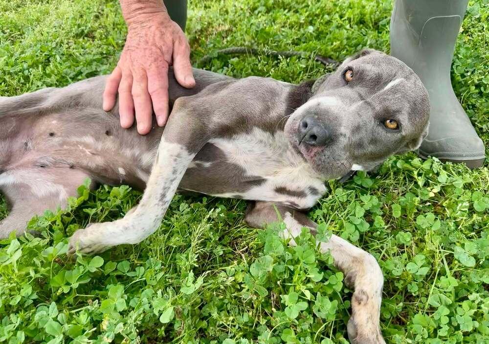 Enlarge Momma, a Adoptable mixed breed in Scott, LA image 2/5