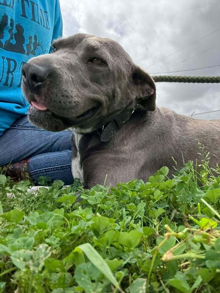 Enlarge Momma, a Adoptable mixed breed in Scott, LA image 3/5