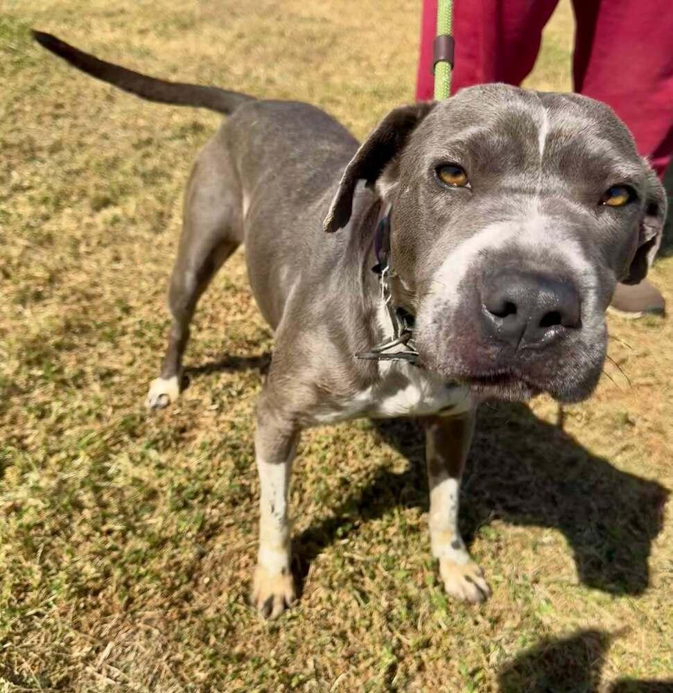 Enlarge Momma, a Adoptable mixed breed in Scott, LA image 4/5