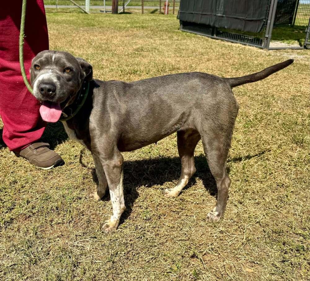 Enlarge Momma, a Adoptable mixed breed in Scott, LA image 5/5