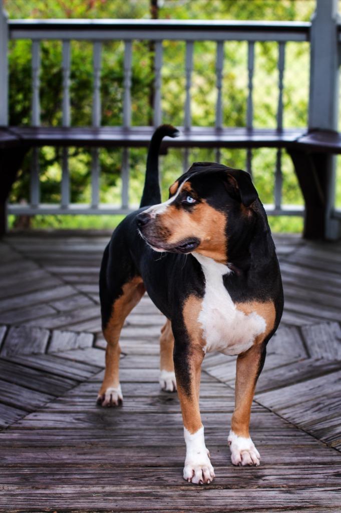 Enlarge Hoku, a Adoptable Mixed Breed in Ocala, FL image 1/6