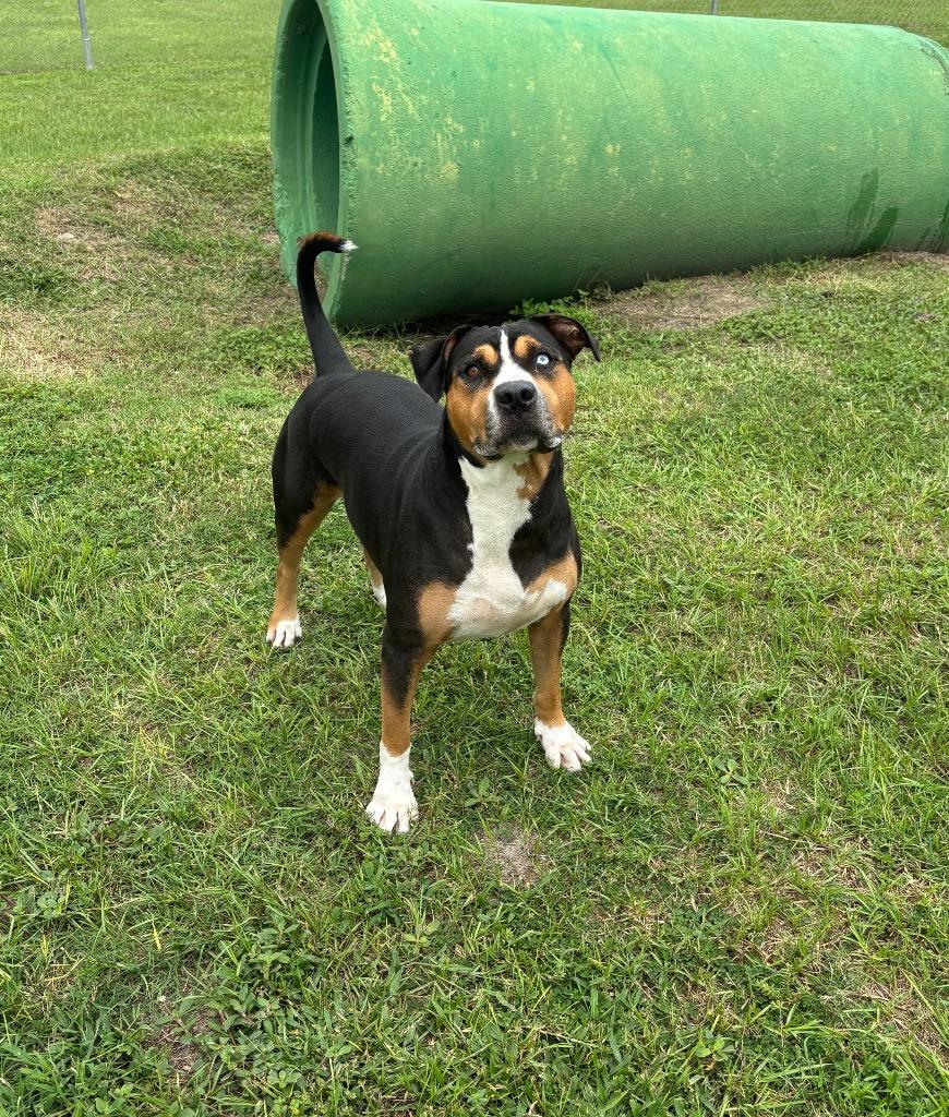 Enlarge Hoku, a Adoptable Mixed Breed in Ocala, FL image 2/6