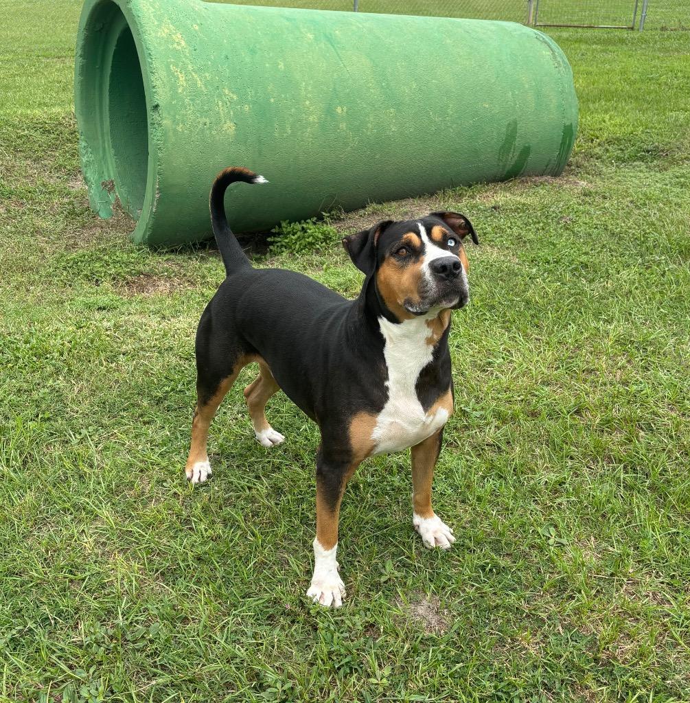 Enlarge Hoku, a Adoptable Mixed Breed in Ocala, FL image 4/6