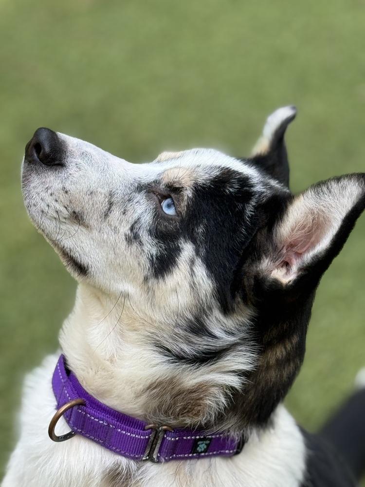 Asa, Adoptable, Adult Male Australian Shepherd & Catahoula Leopard Dog.