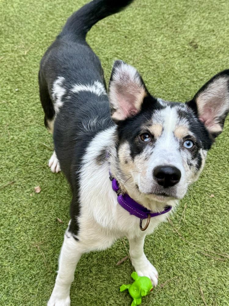 Asa, a Adoptable mixed breed in Dunwoody, GA image 4/6