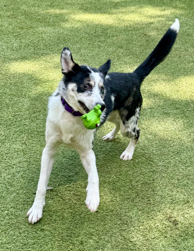 Asa, a Adoptable mixed breed in Dunwoody, GA image 5/6