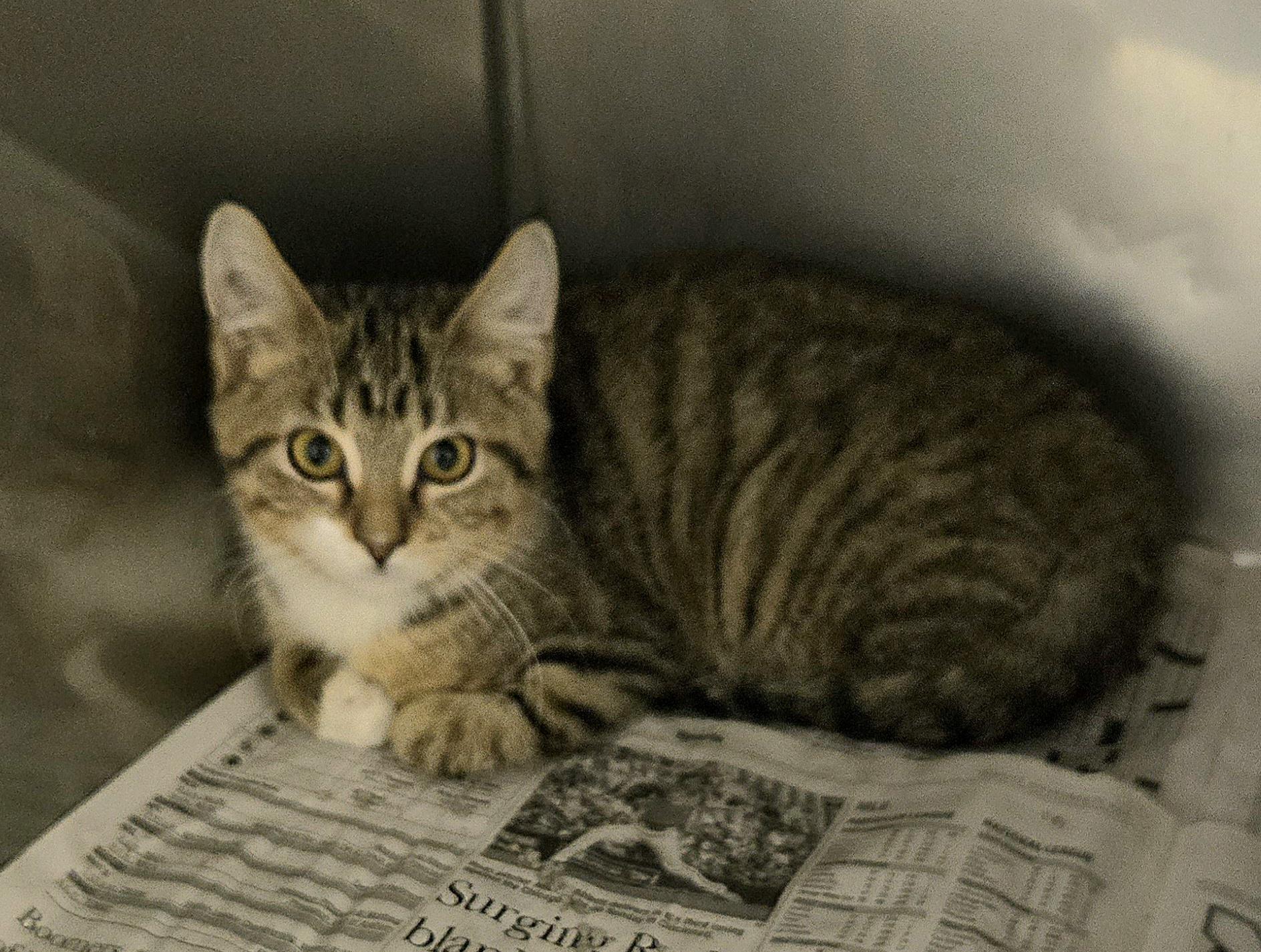 Enlarge Annabel, a ADOPTABLE Domestic Short Hair in Arlington Heights, IL image 3/3