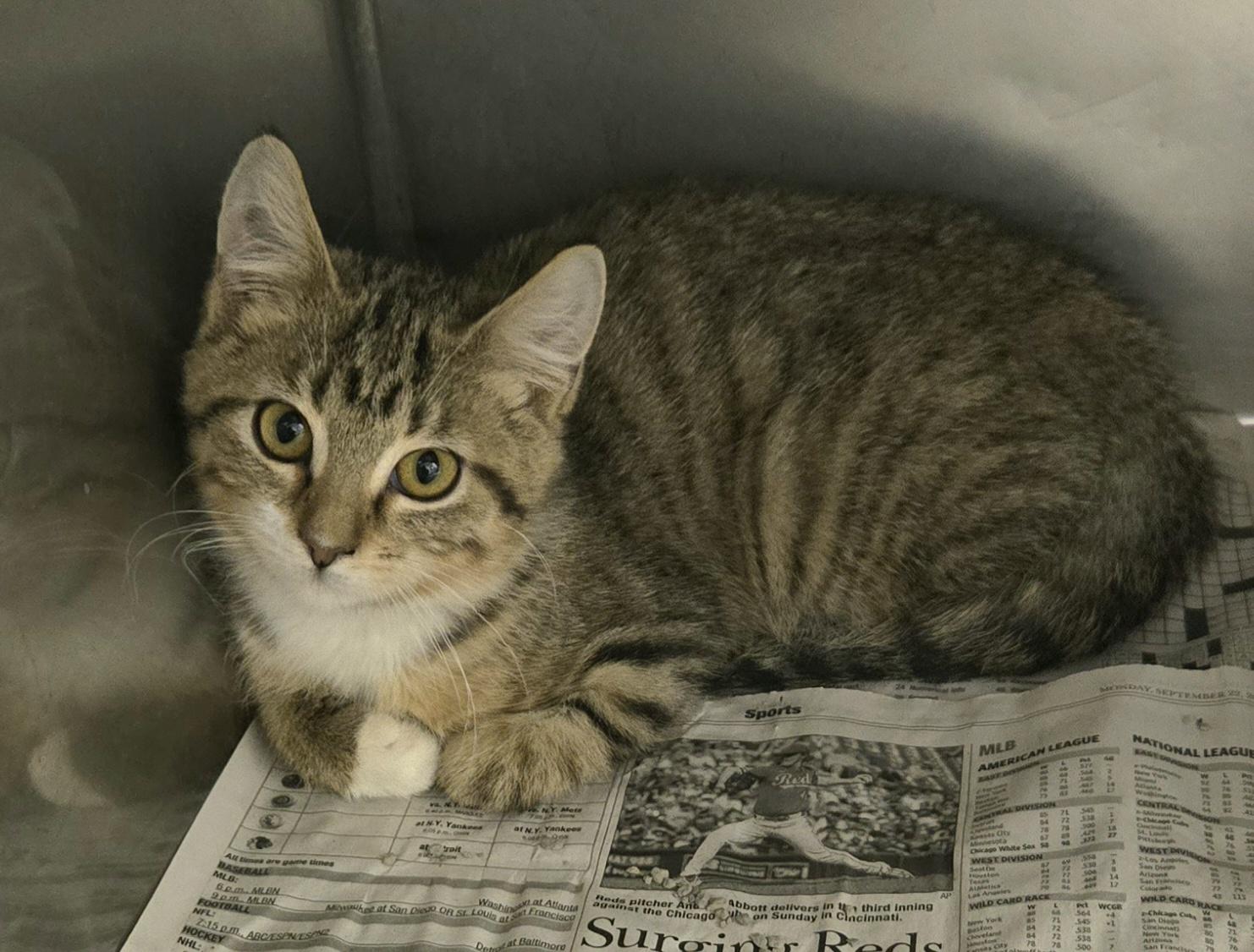 Enlarge Annabel, a ADOPTABLE Domestic Short Hair in Arlington Heights, IL image 2/3