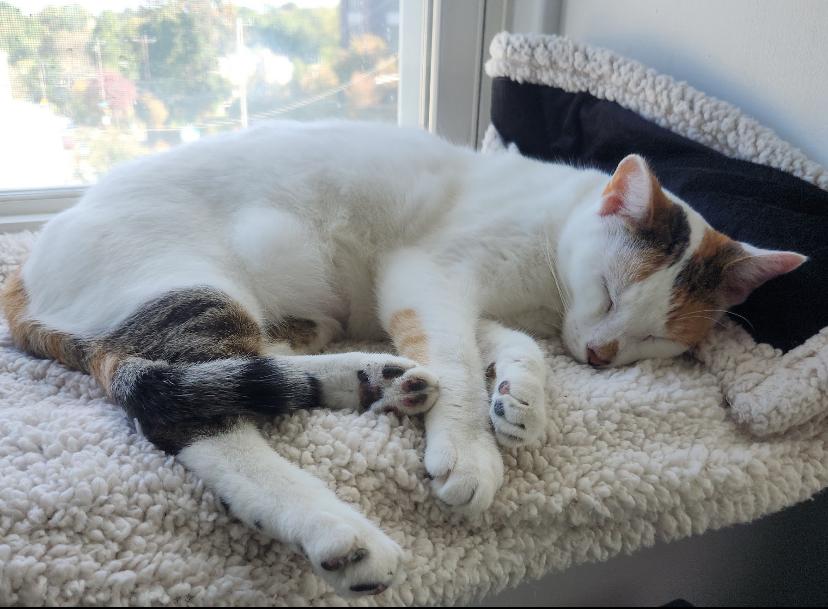 Enlarge Snowy Jane, a Adoptable Domestic Short Hair in Philadelphia, PA image 6/6