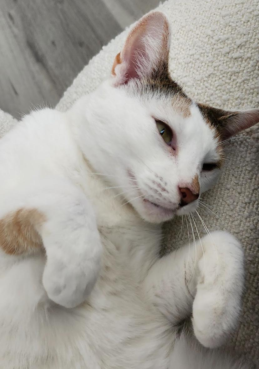 Enlarge Snowy Jane, a Adoptable Domestic Short Hair in Philadelphia, PA image 2/6