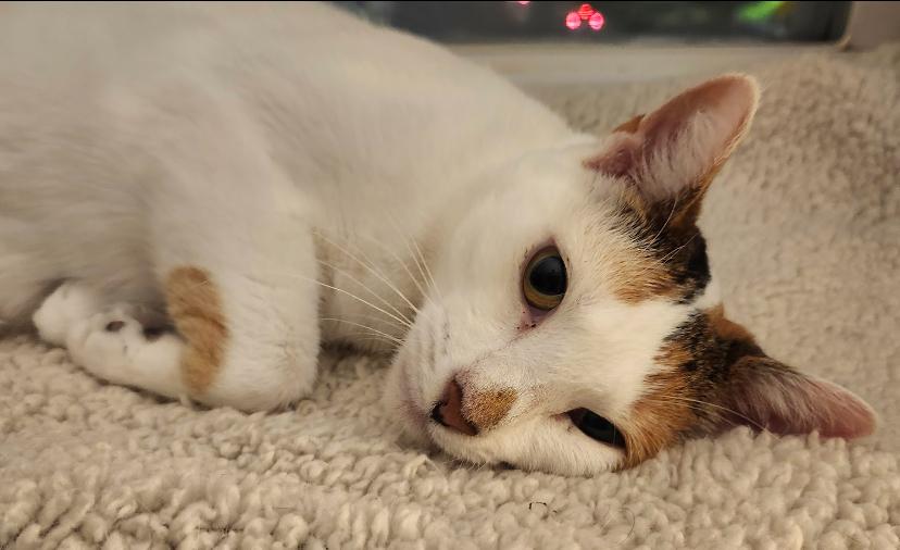 Enlarge Snowy Jane, a Adoptable Domestic Short Hair in Philadelphia, PA image 3/6