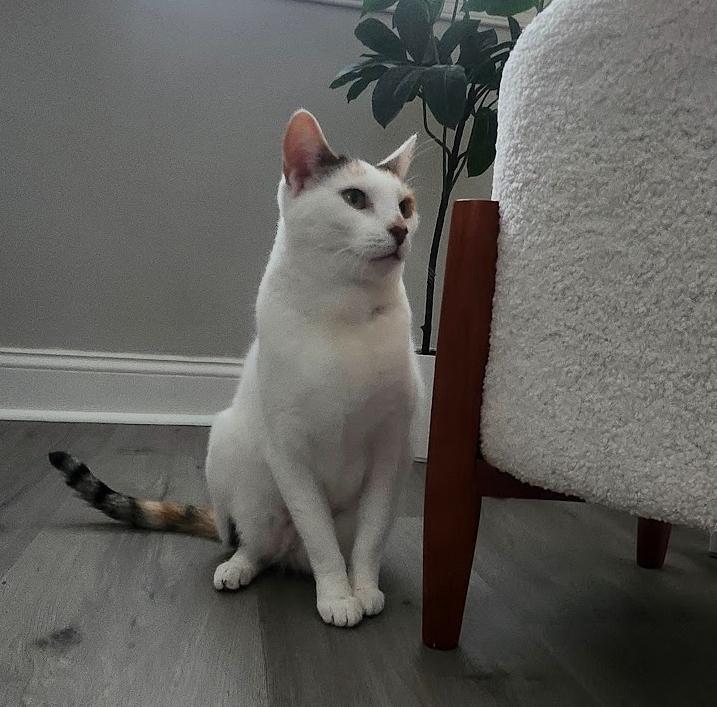 Enlarge Snowy Jane, a Adoptable Domestic Short Hair in Philadelphia, PA image 5/6
