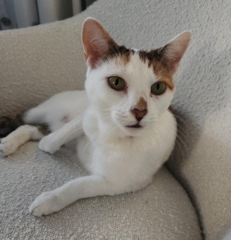 Enlarge Snowy Jane, a Adoptable Domestic Short Hair in Philadelphia, PA image 4/6