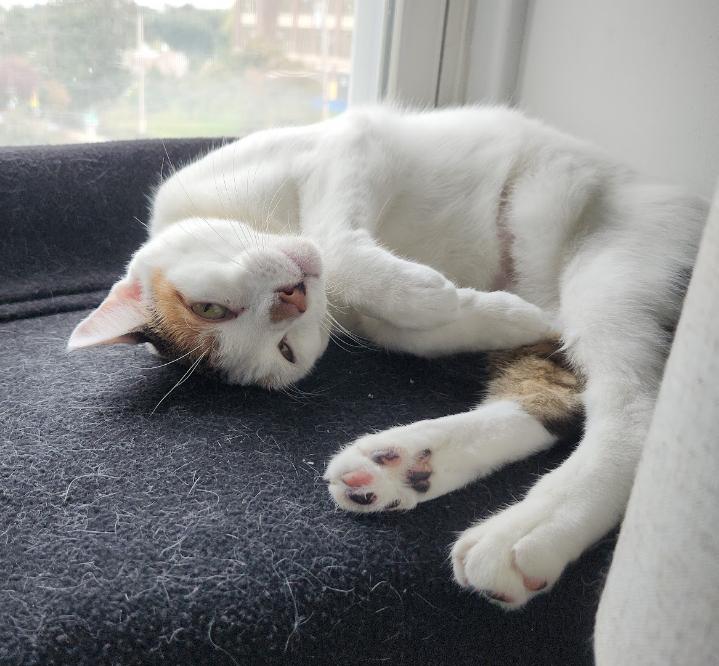 Snowy Jane, Adoptable, Adult Female Domestic Short Hair.