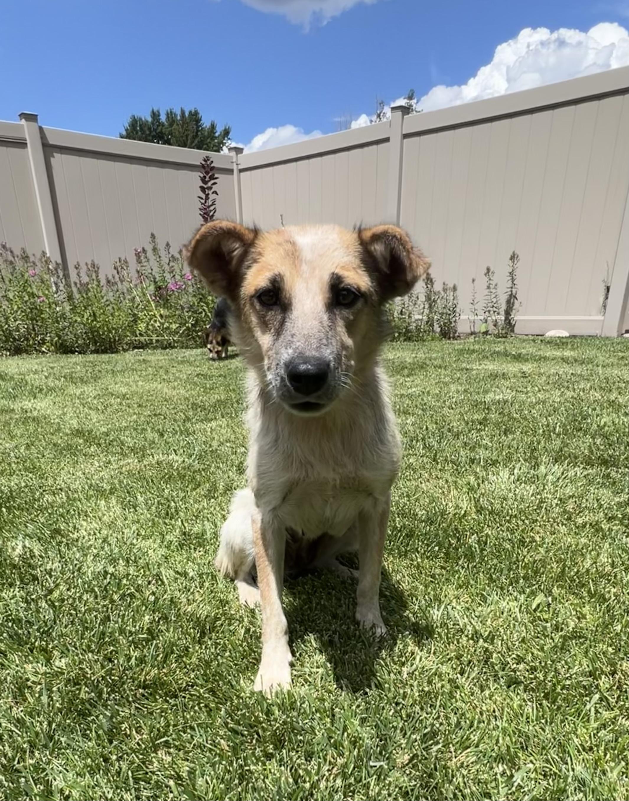 Cloud, ADOPTABLE, Adult Female Australian Shepherd & Australian Cattle Dog / Blue Heeler.