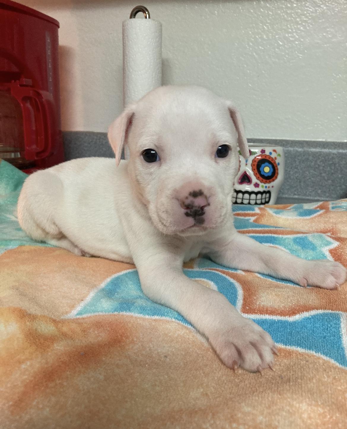 Enlarge Peanut & Onyx , a ADOPTABLE Pit Bull Terrier in Hamburg, NJ image 2/2