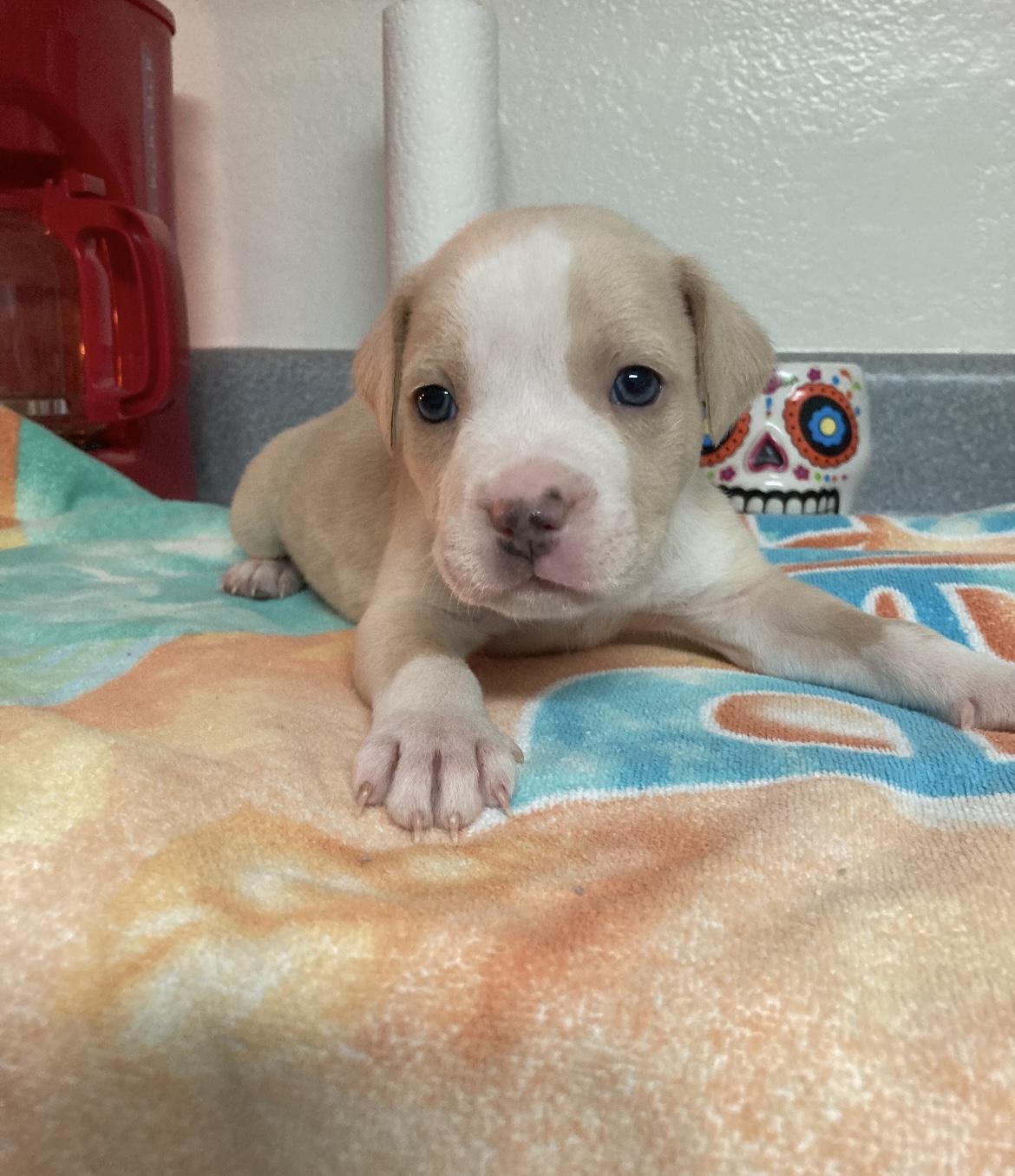 Peanut & Onyx , ADOPTABLE, Puppy Male Pit Bull Terrier.