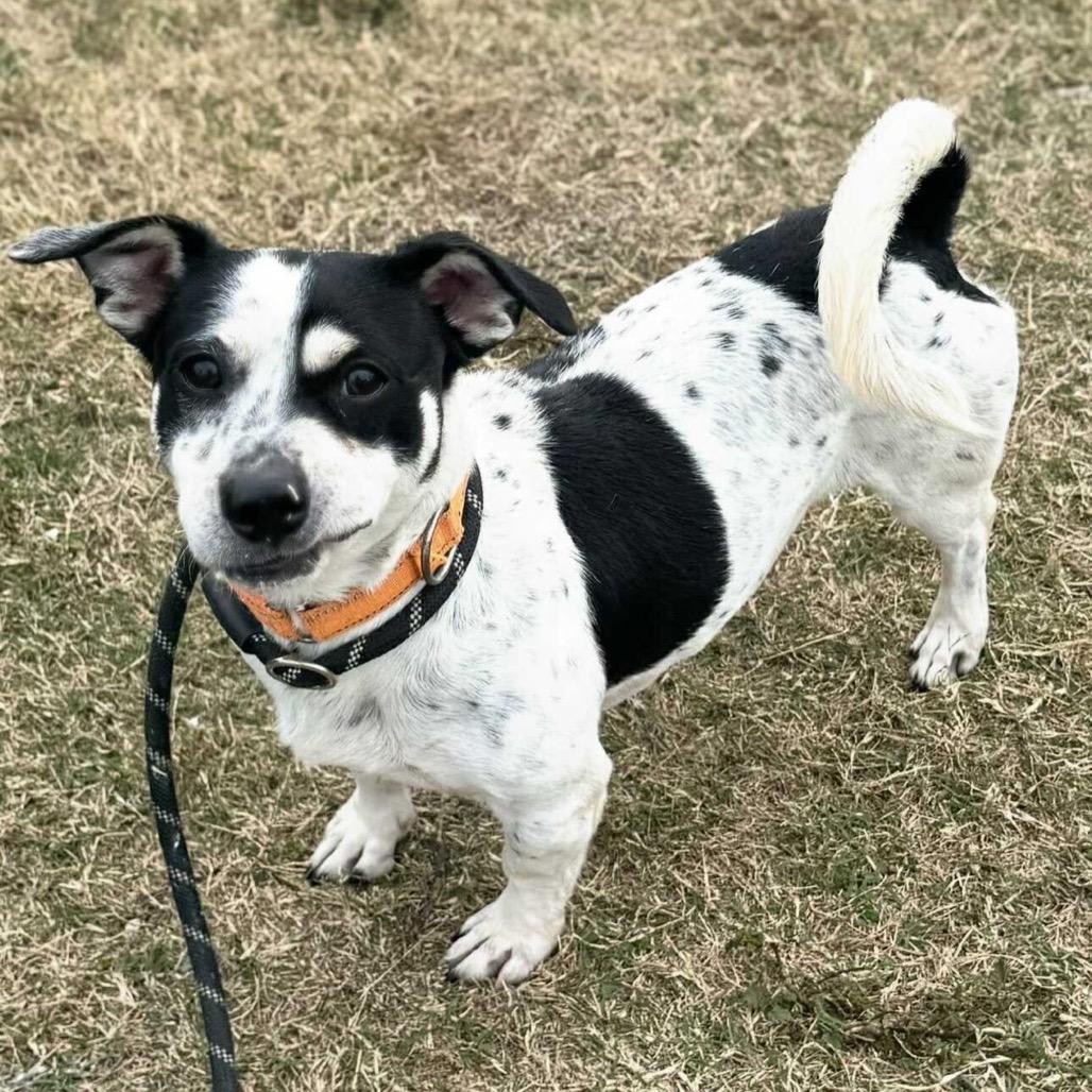 Steve, Adoptable, Adult Male Mixed Breed.
