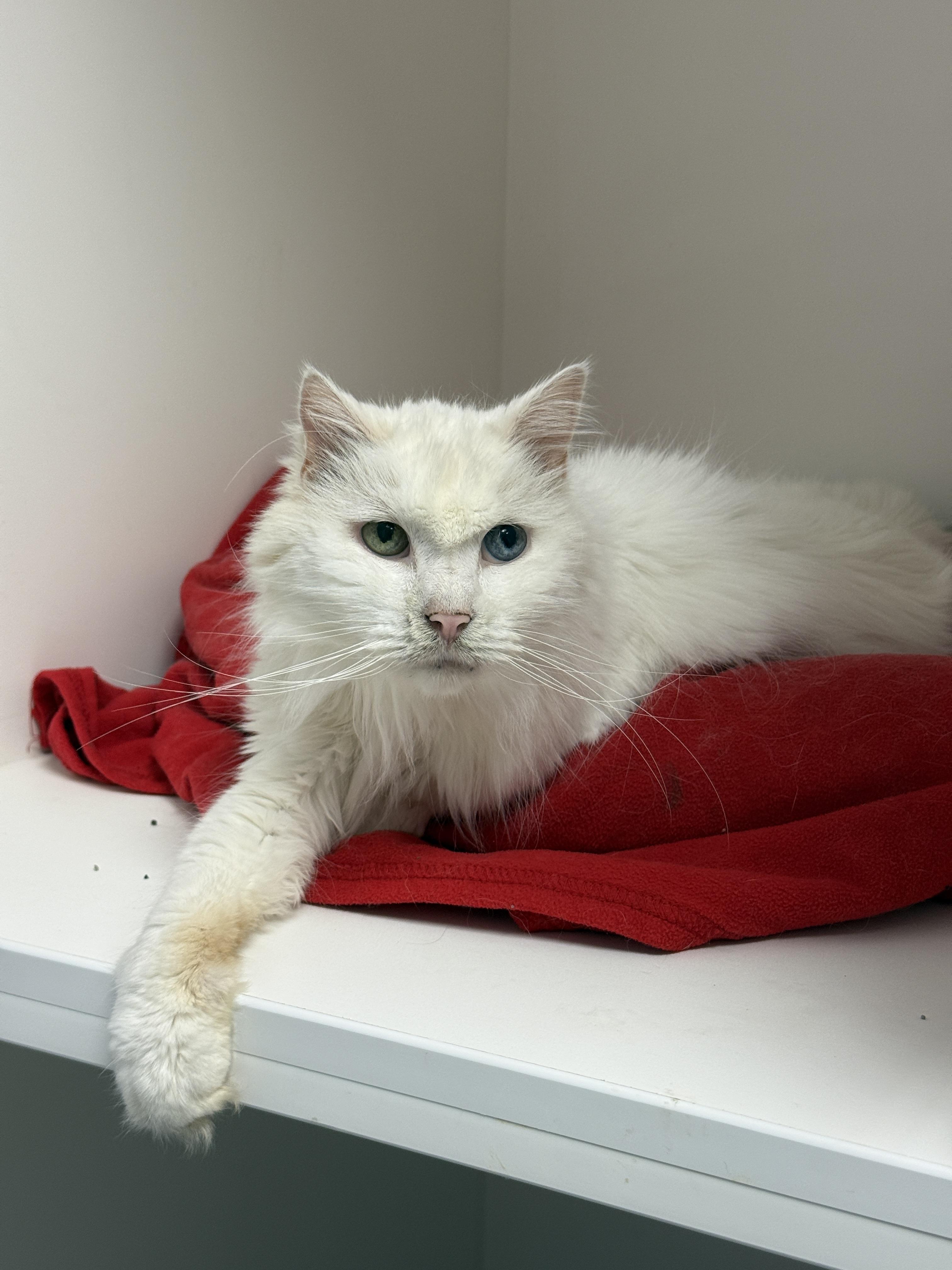 Freddie - 2026, Adoptable, Senior Male Domestic Long Hair & Maine Coon.