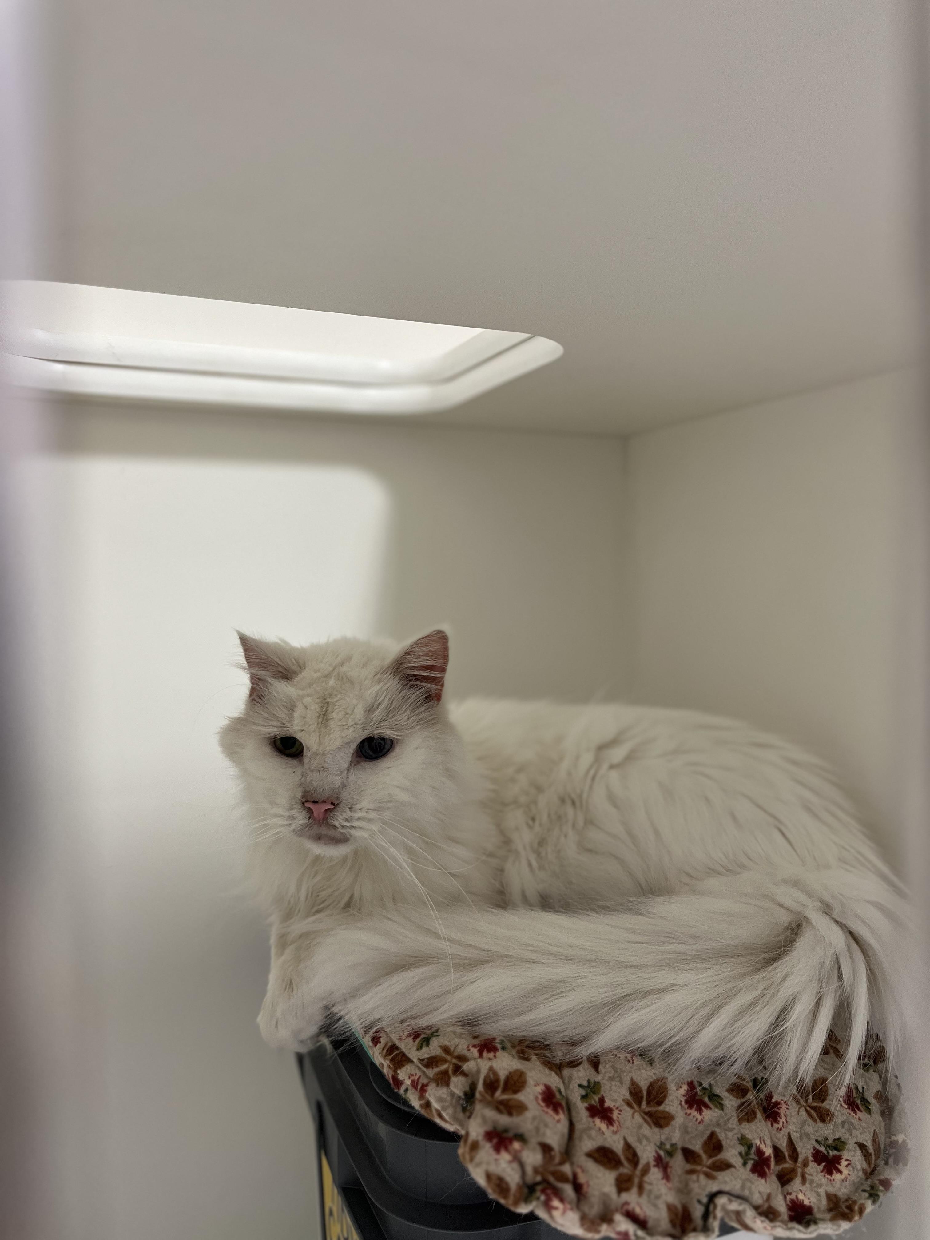 Enlarge Freddie - 2026, a Adoptable mixed breed in Terryville, CT image 2/6