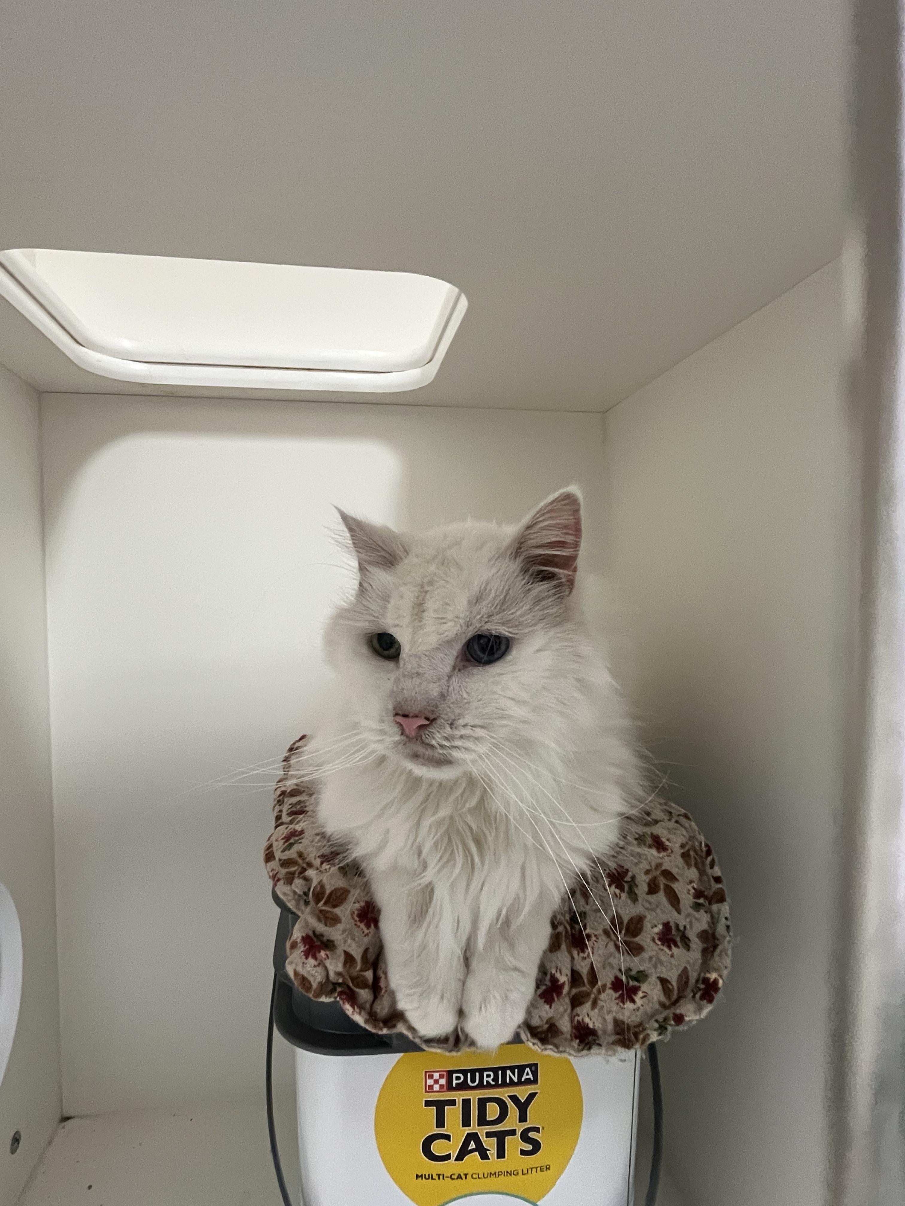 Enlarge Freddie - 2026, a Adoptable mixed breed in Terryville, CT image 3/6