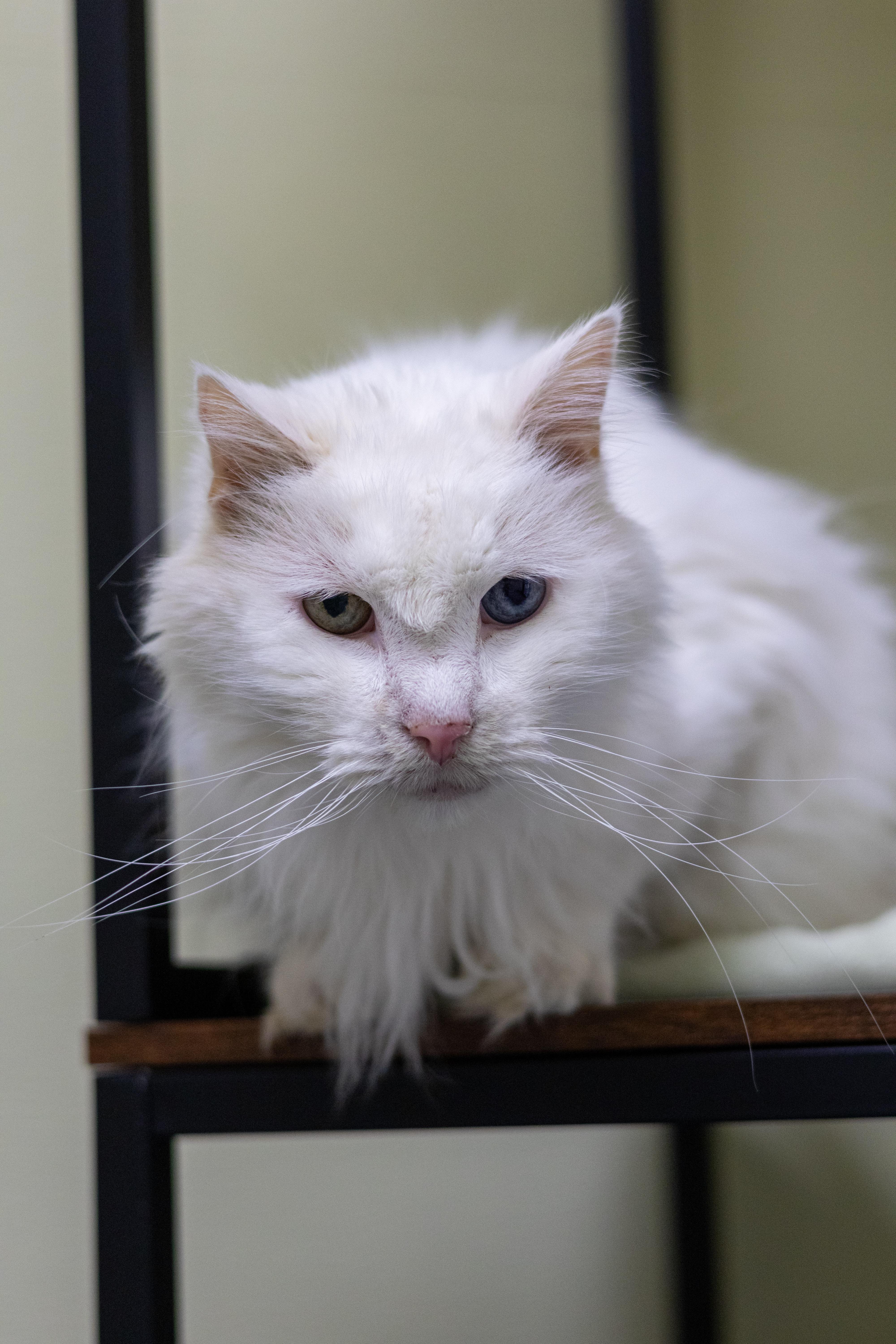 Enlarge Freddie - 2026, a Adoptable mixed breed in Terryville, CT image 4/6