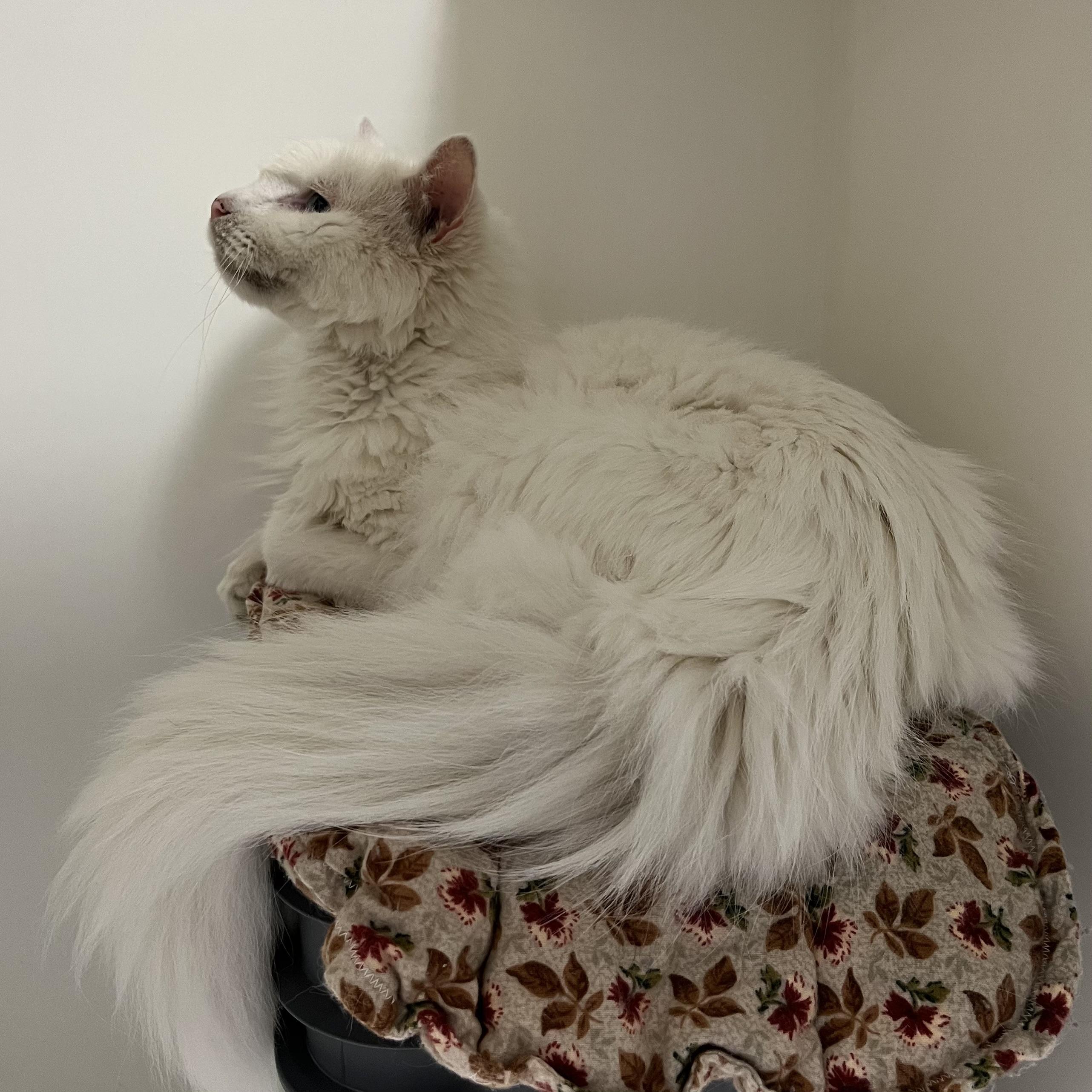 Enlarge Freddie - 2026, a Adoptable mixed breed in Terryville, CT image 5/6