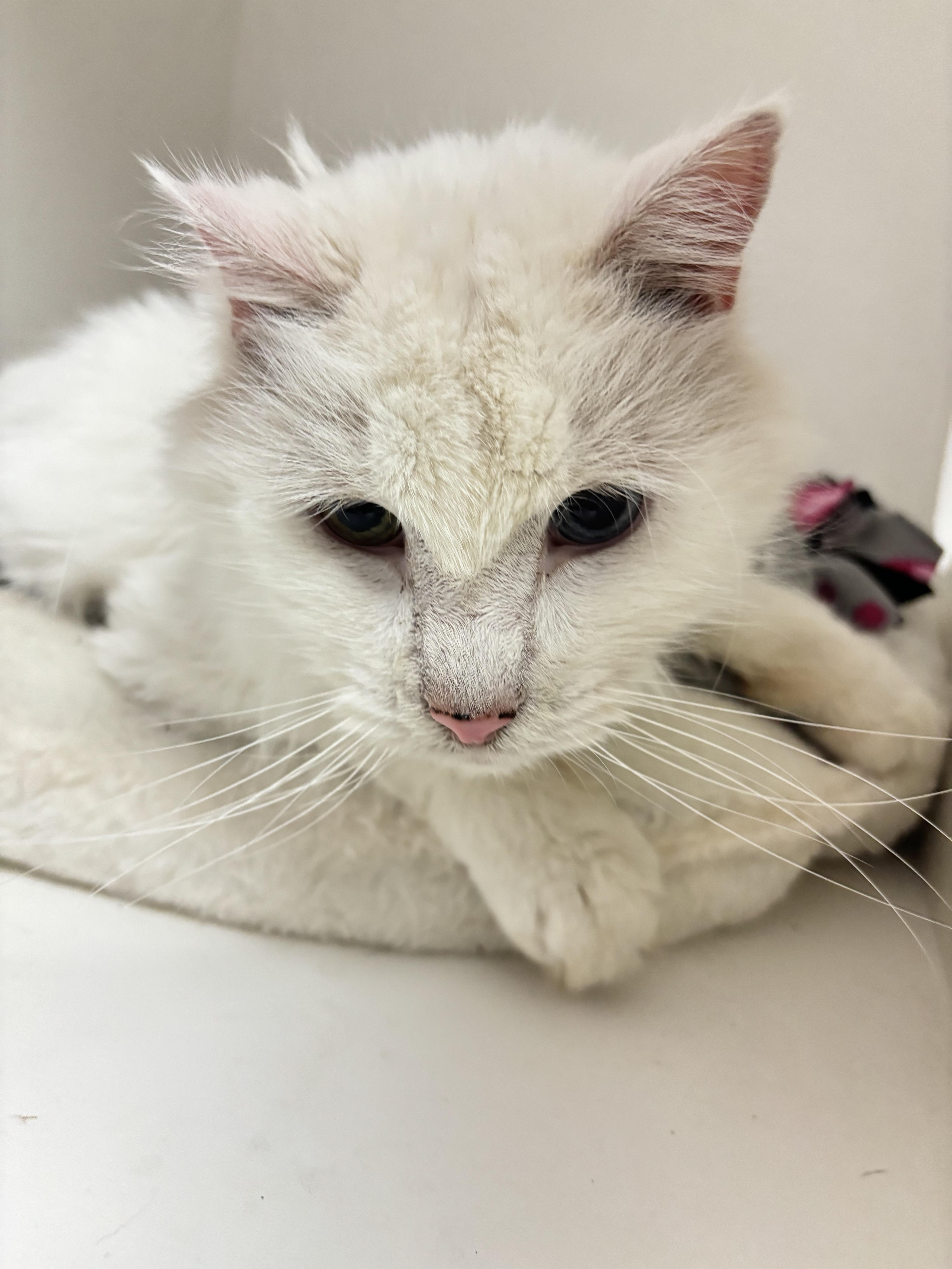 Enlarge Freddie - 2026, a Adoptable mixed breed in Terryville, CT image 6/6